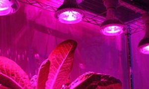 Phytolamp per piante: quali specie, come possiamo scegliere?