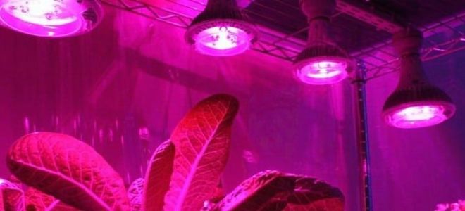 Phytolamp for plants：什么物种，我们该如何选择？