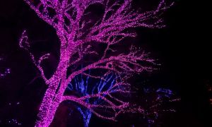 Ghirlanda di strada varhu durveta: quale sceglieremo, idee per la decorazione