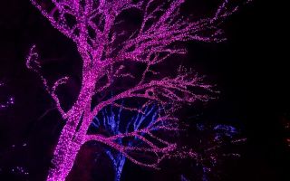 Ghirlanda di strada varhu durveta: quale sceglieremo, idee per la decorazione