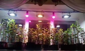 Lampi per ulteriori chiarimenti sulle piante: prez inverno, pervaza sulla veggente, in serra