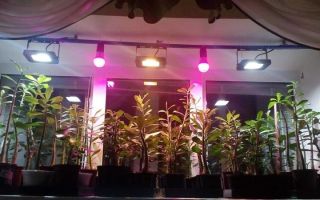 Lampi 对植物的进一步说明：prez winter, pervaza on the seer, in the greenhouse