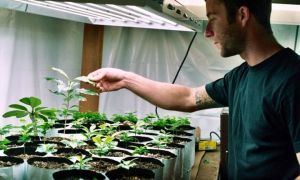 sa phytolampite è dannosa per l'orata?