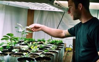 sa phytolampite 对 horata 有害吗？