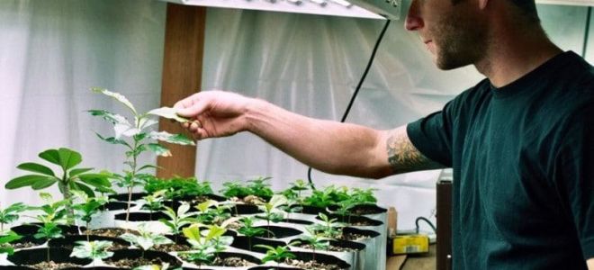 Er en phytolampit skadelig for horata?