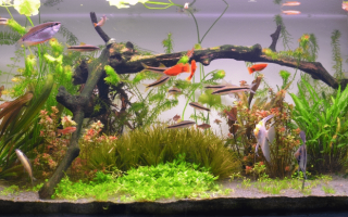 Illuminazione per acquari: processo di ricerca e produzione