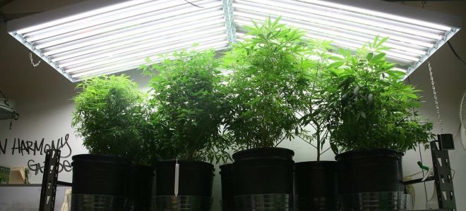 Đèn huỳnh quang cho cây trồng và cây con: nên chọn loại nào?