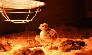 Lampada a infrarossi per un kokosharnik: riscaldamento per l'inverno, strisciamento o danno, quale potenza è necessaria, lana caustica