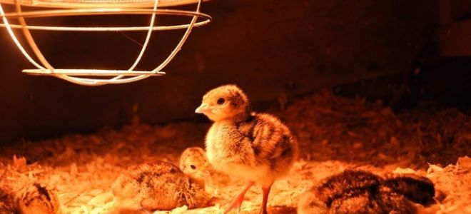 Lampada a infrarossi per un kokosharnik: riscaldamento per l'inverno, strisciamento o danno, quale potenza è necessaria, lana caustica