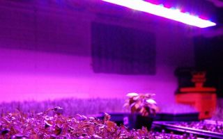 Ultraviolet lampe til planter: kravle, skade og vælg