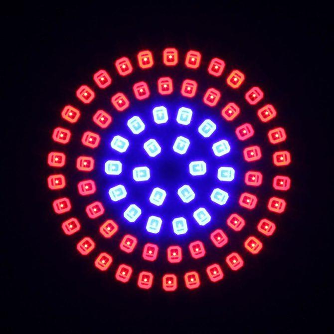  Fitolampa làm từ đèn LED