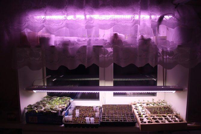 ánh sáng nhân tạo