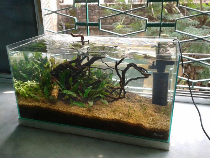 Acquario, illuminazione solare