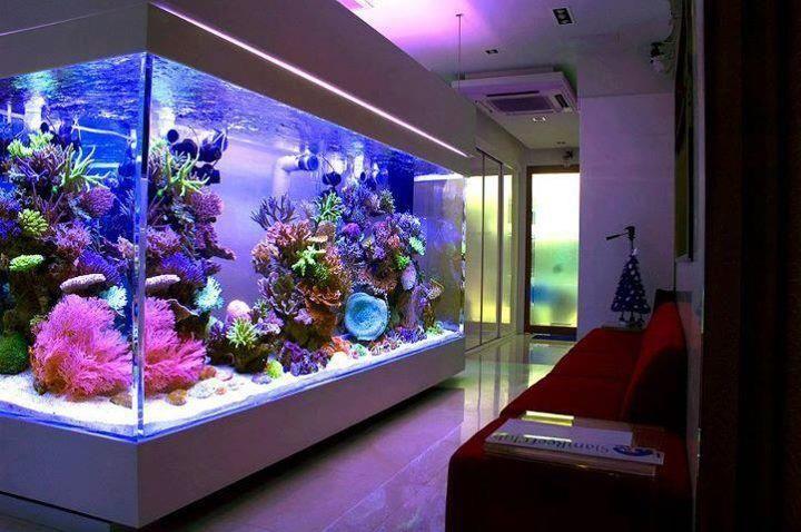 progettazione dell'acquario