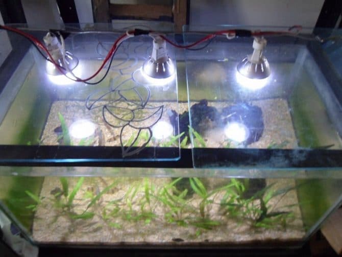 Chiarificazione alogena