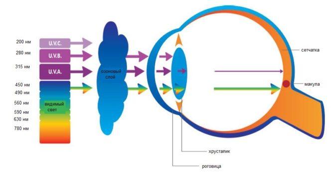 Phản bội tia cực tím từ bầu khí quyển, giác mạc và cá tráp