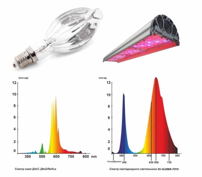 So sánh về HPS và cơ thể chiếu sáng phyto