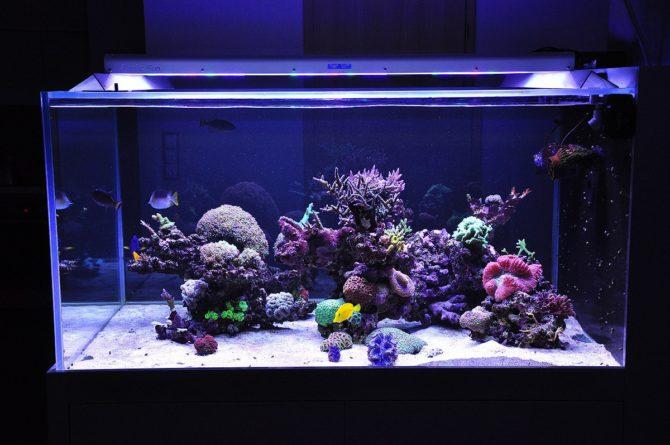 LED in acquario