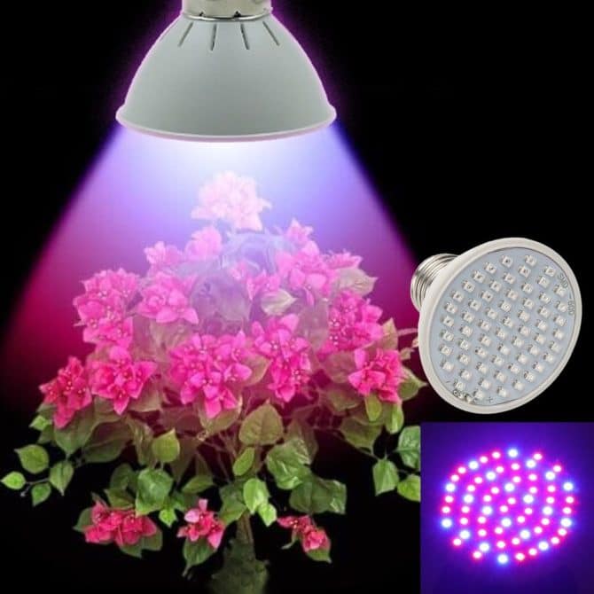 LED coltiva la luce