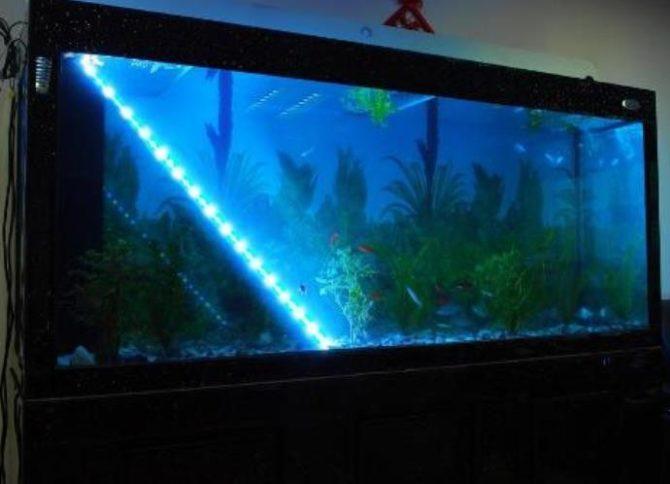 Striscia LED nell'acquario