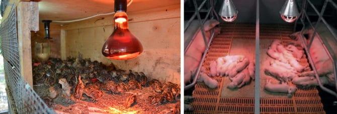 Riscaldamento per animali