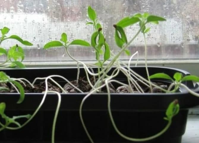 Những loại làm rõ cho cây giống, vâng, chọn vui lòng