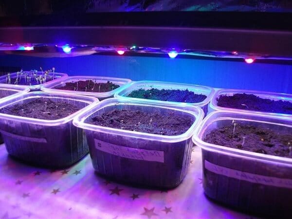 Những loại làm rõ cho cây giống, vâng, chọn vui lòng