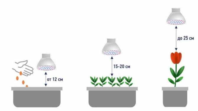 Đặc quyền visochina trên đèn