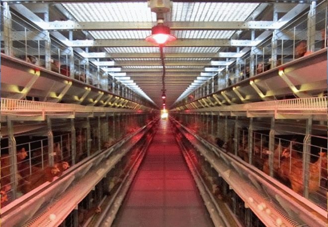 Come possiamo scegliere una lampada da un kokosharnik rosso e come possiamo usarla